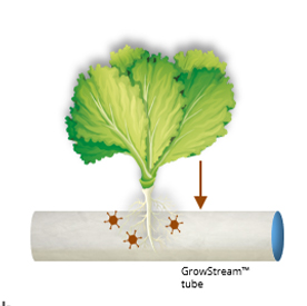 grow_stream_tube_1